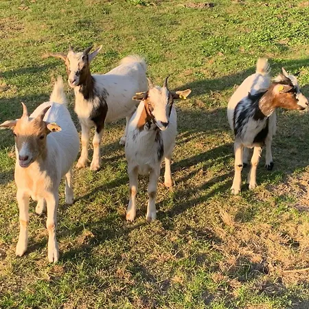 Gaestewohnung Hardinghaus Am Teich Apartment Warendorf