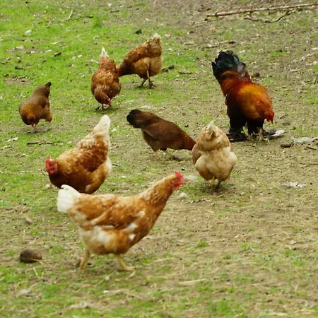 דירה Gaestewohnung Hardinghaus Am Teich *