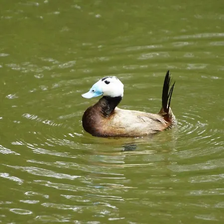 Gaestewohnung Hardinghaus Am Teich Apartment Warendorf