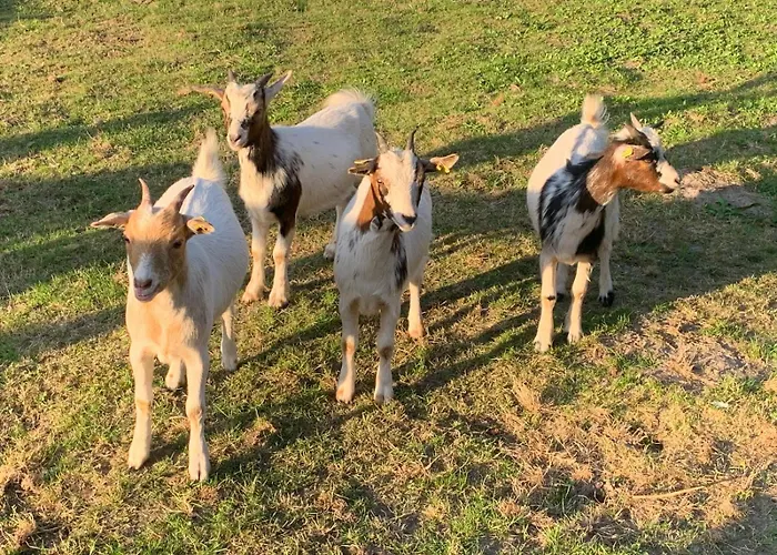 Gaestewohnung Hardinghaus Am Teich アパート ヴァーレンドルフ