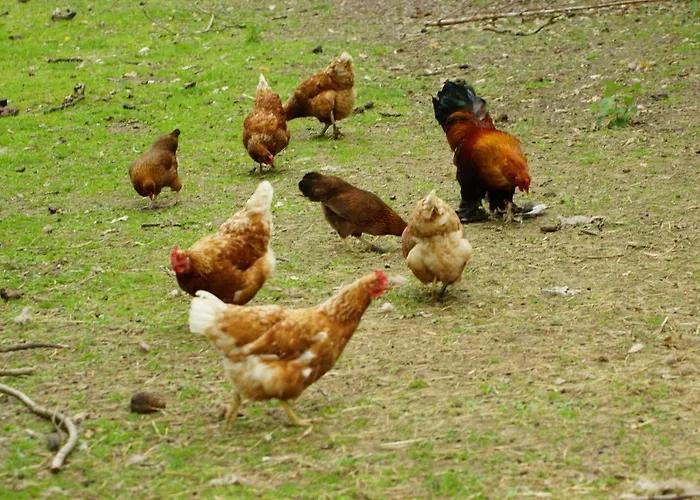 アパート Gaestewohnung Hardinghaus Am Teich *