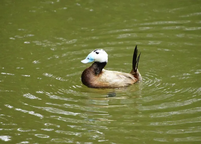 Gaestewohnung Hardinghaus Am Teich 公寓 瓦伦多夫